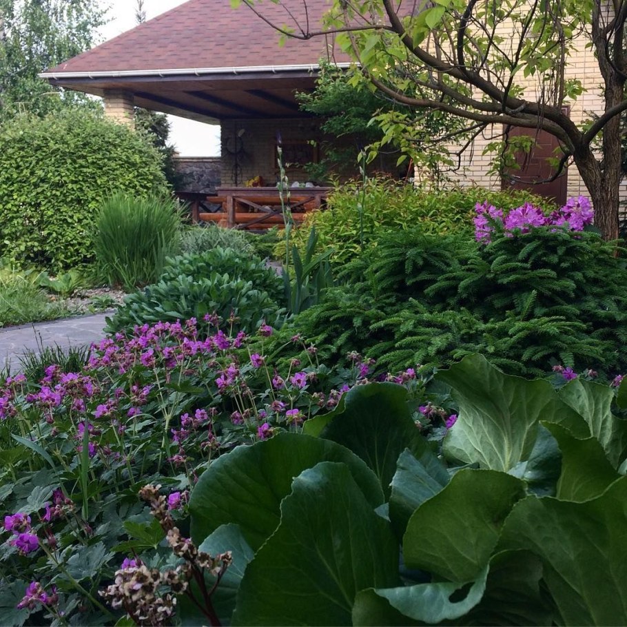 Бадан толстолистный миксбордер