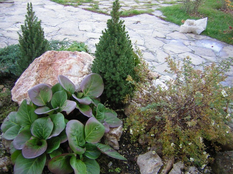 Бадан в рокарии