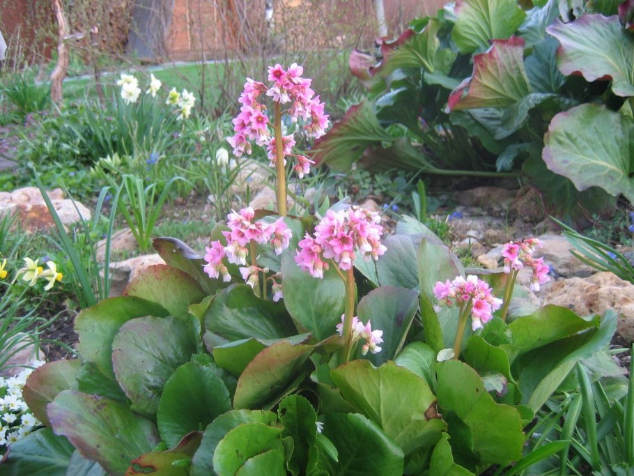 Бадан горный Алтай