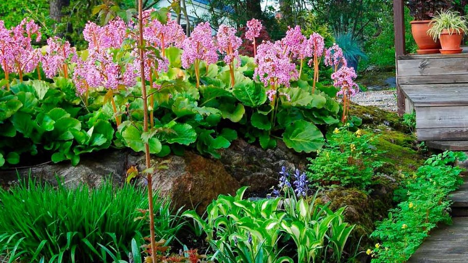 Бадан толстолистный миксбордер