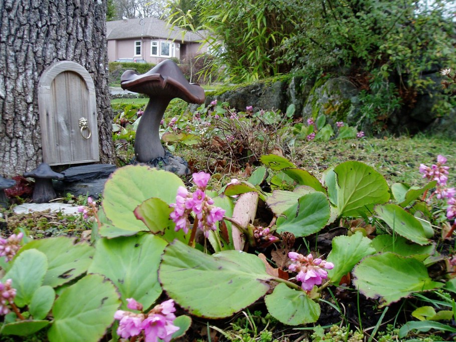 Бадан в цветнике