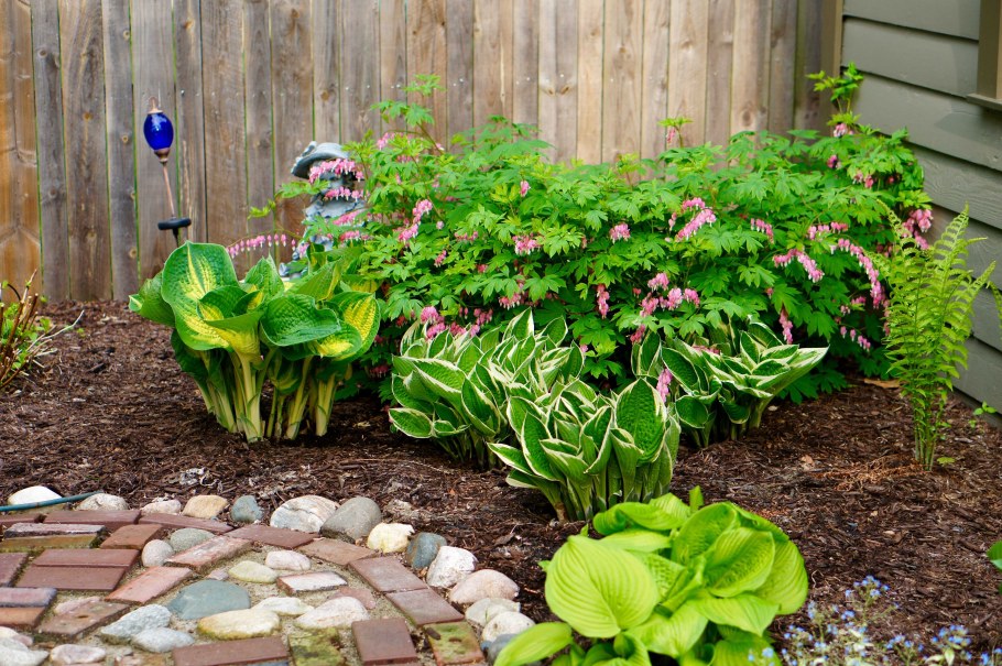 Бадан и Хоста