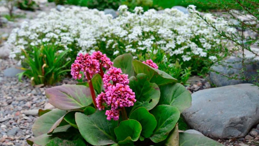 Бадан Бергения