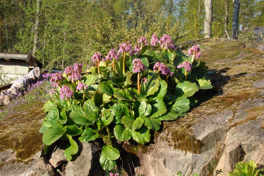 Бадан (Bergenia)