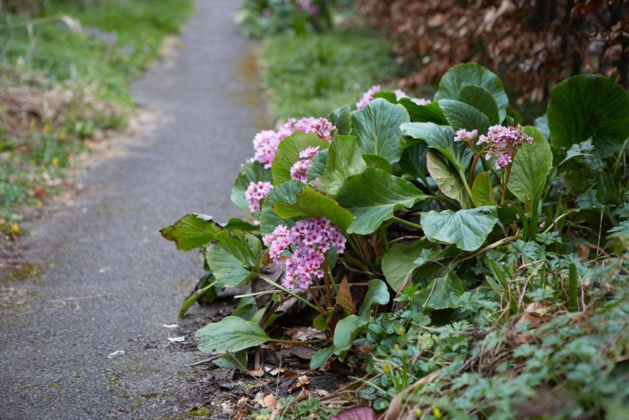 Бадан толстолистный