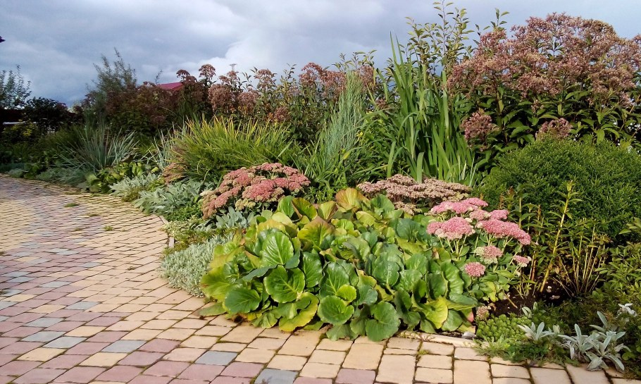 Бадан в миксбордере