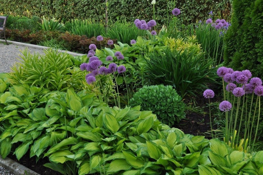 Бадан в миксбордере