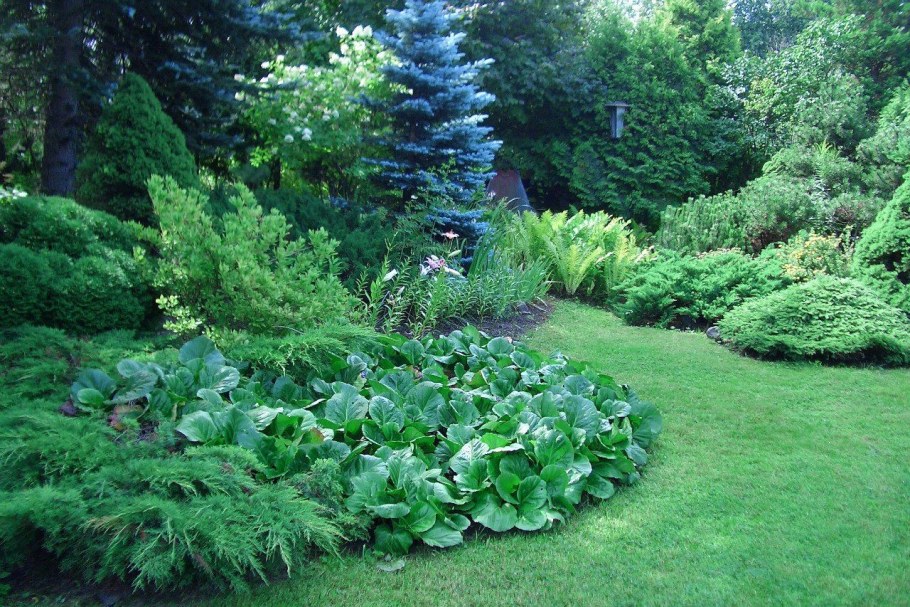 Хвойники бадан Хоста