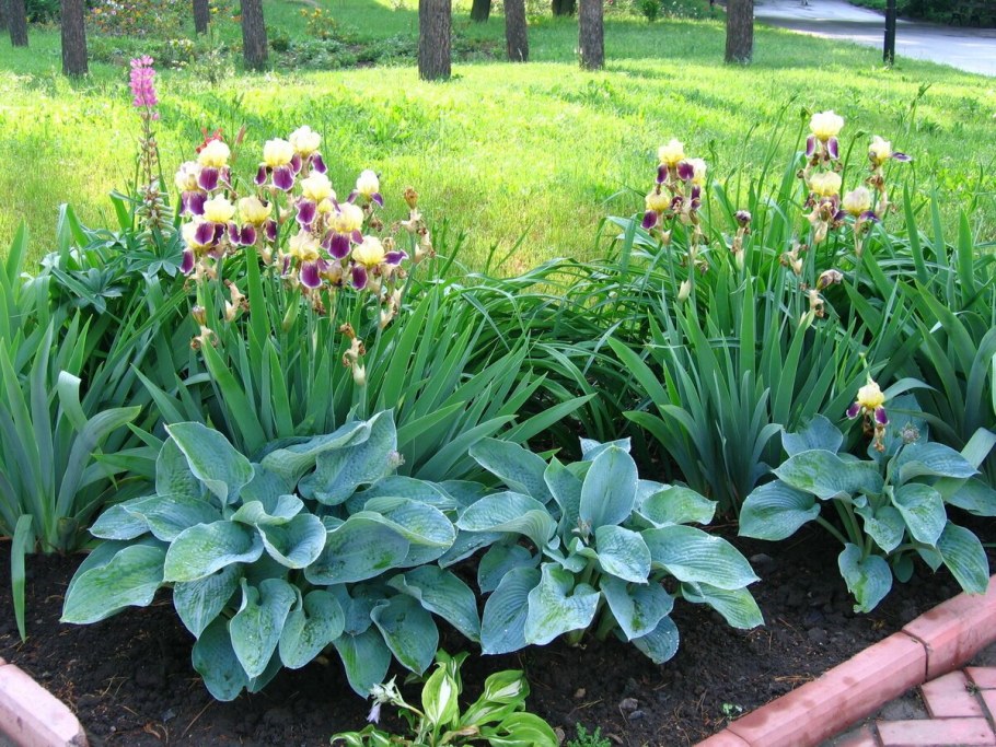 Хоста лилейник и Ирис