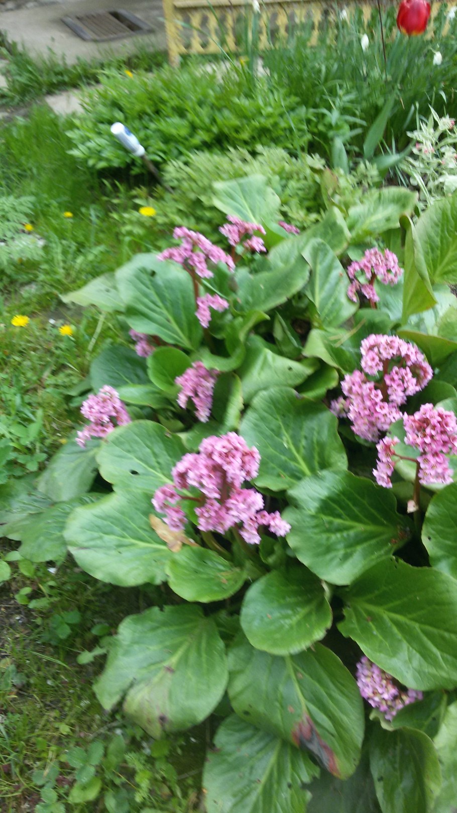 Бадан и Хоста