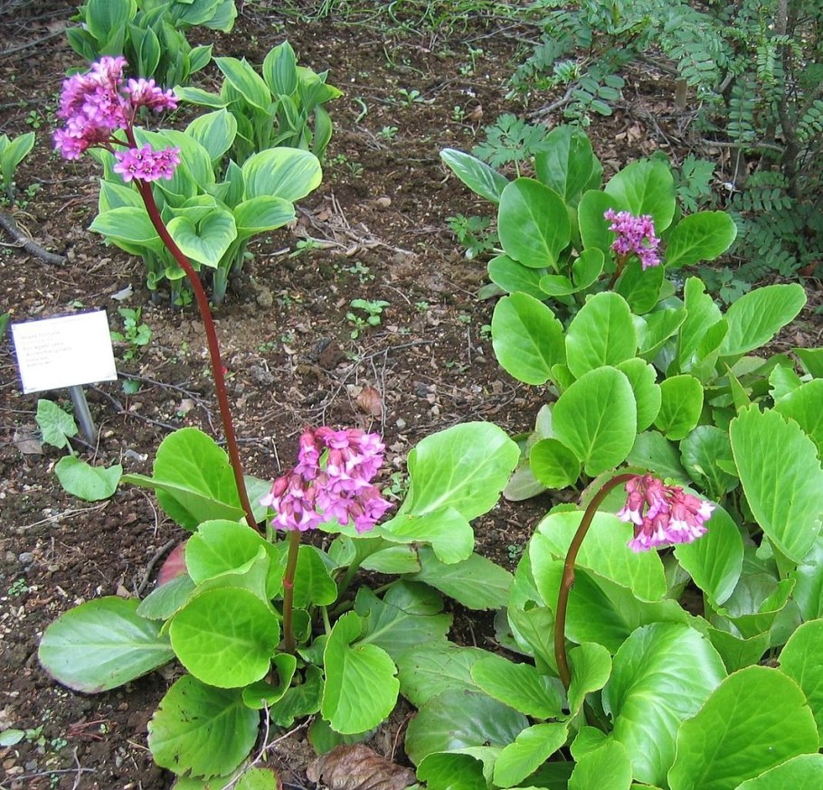 Бадан вариегатный