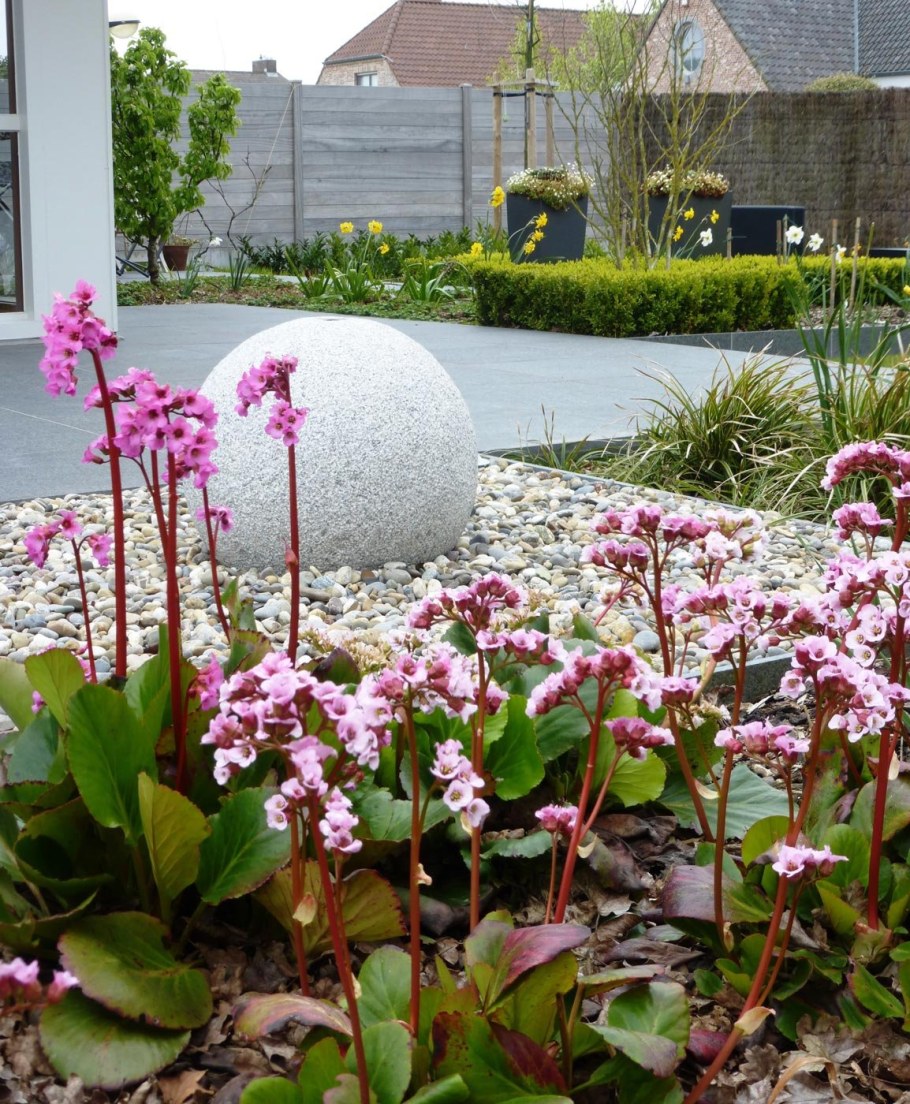 Бадан на клумбе