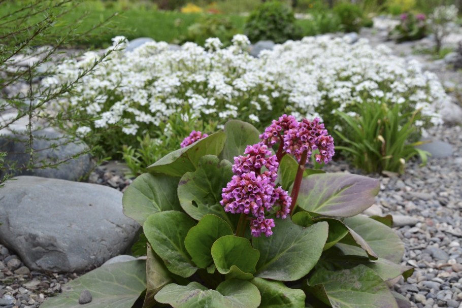 Бадан сердцелистный