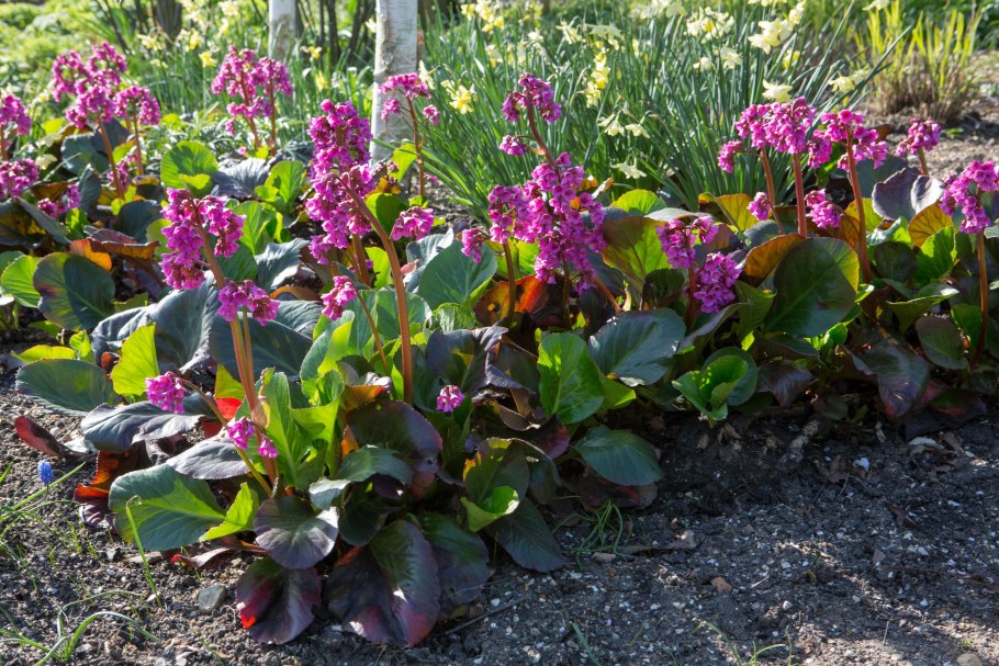 Бадан Брессингем Руби