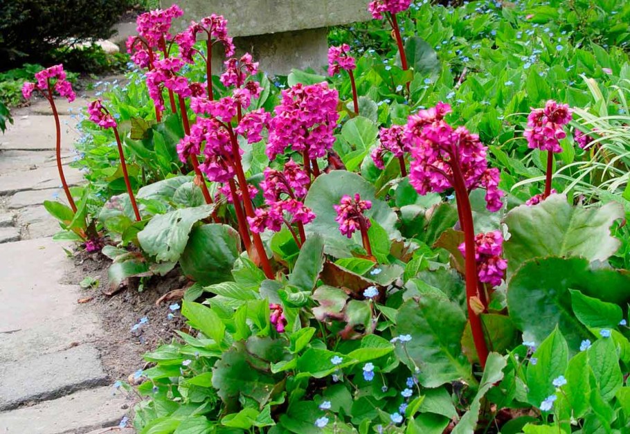 Бадан сердцелистный Роуз