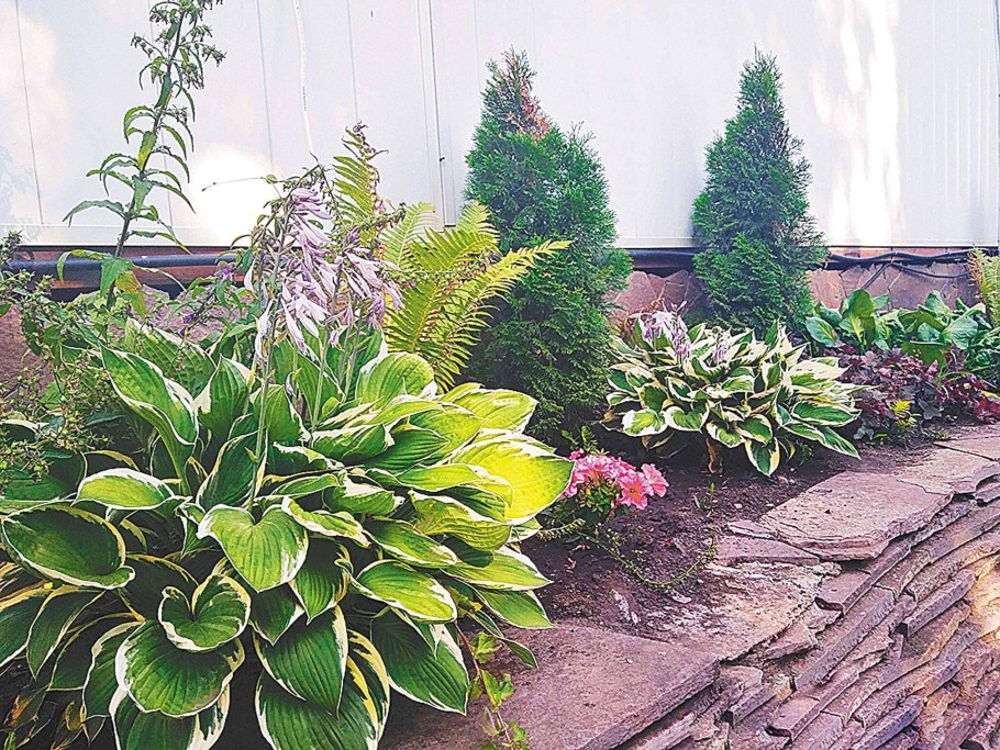 Бадан хосты пион