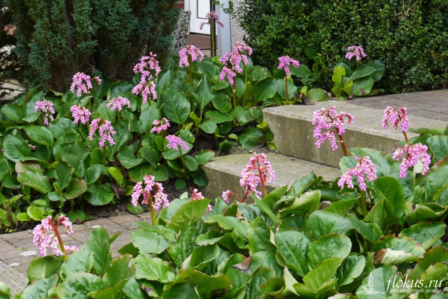 Бадан на клумбе