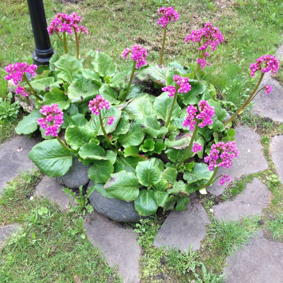 Бадан спринг флинг