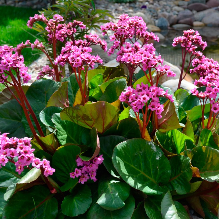 Бадан сердцелистный