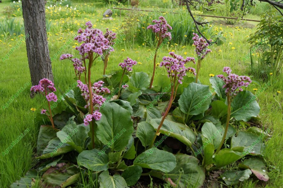 Бадан камнеломка