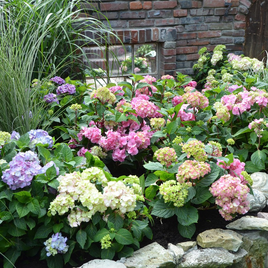 Гортензия интермедиа