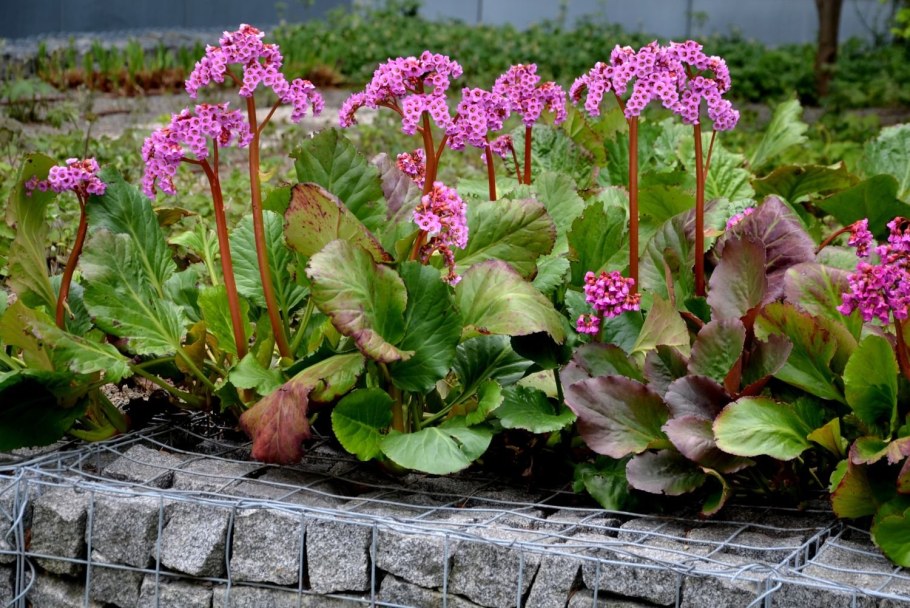 Бадан Тихоокеанский Bergenia Pacifica