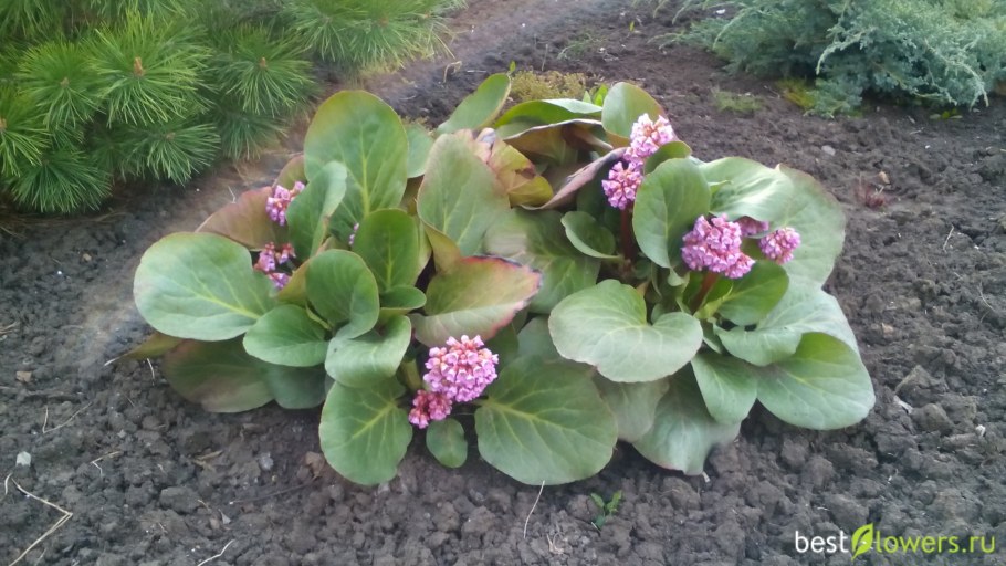 Бадан толстолистный