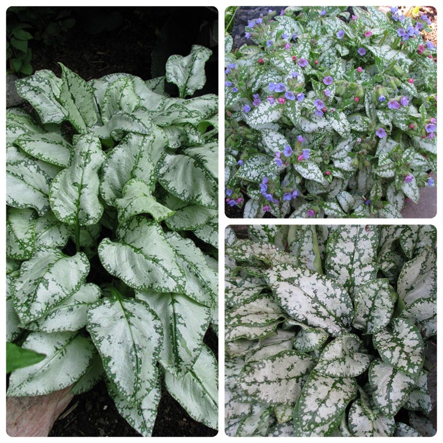 Медуница Вариегата