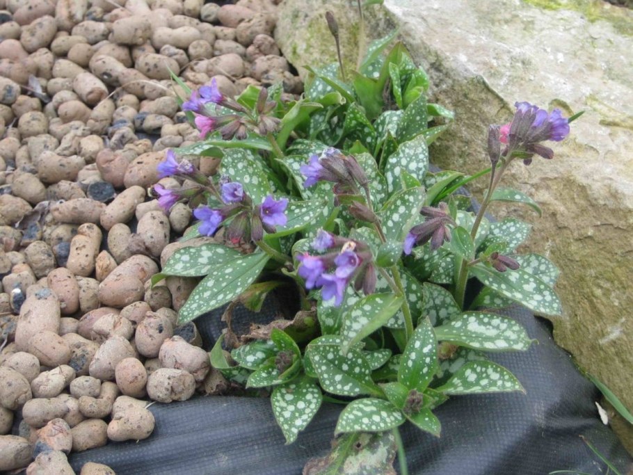 Медуница вариегатная