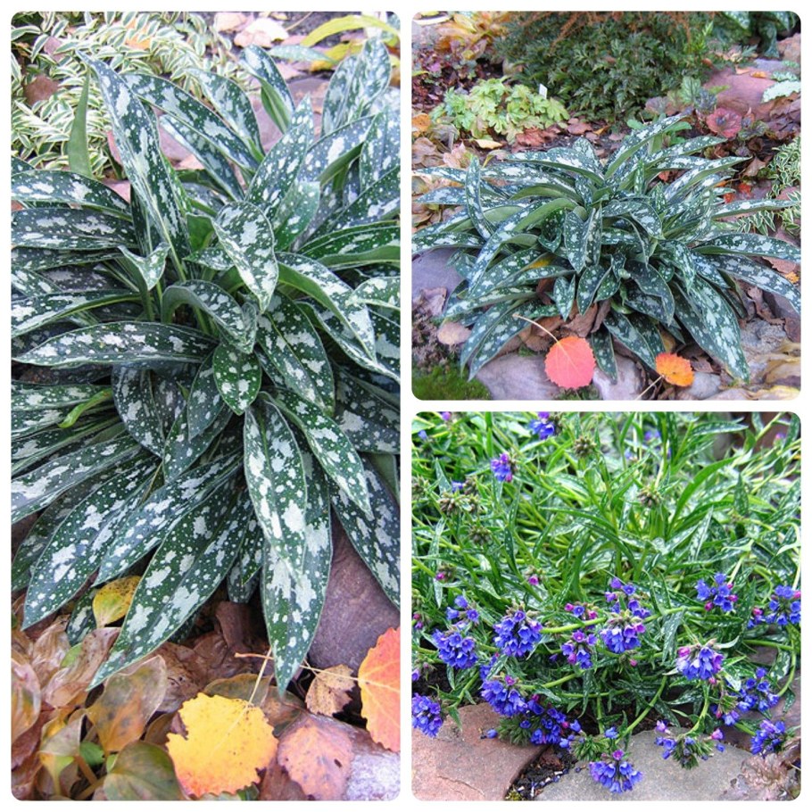 Медуница сахарная Сильверадо