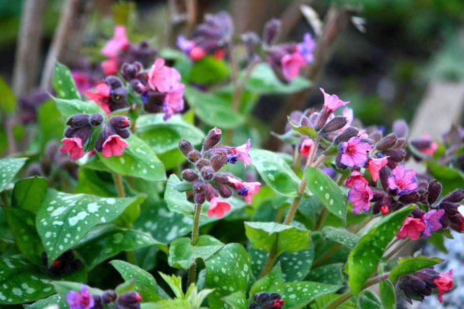 Медуница Садовая