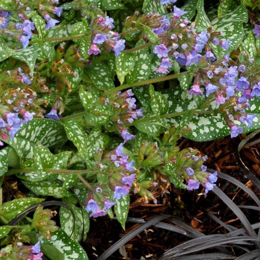 Медуница пятнистая Пульмонария