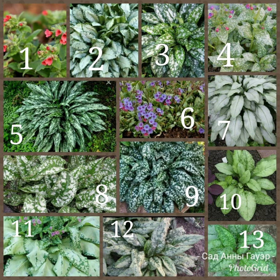 Медуница Муншайн