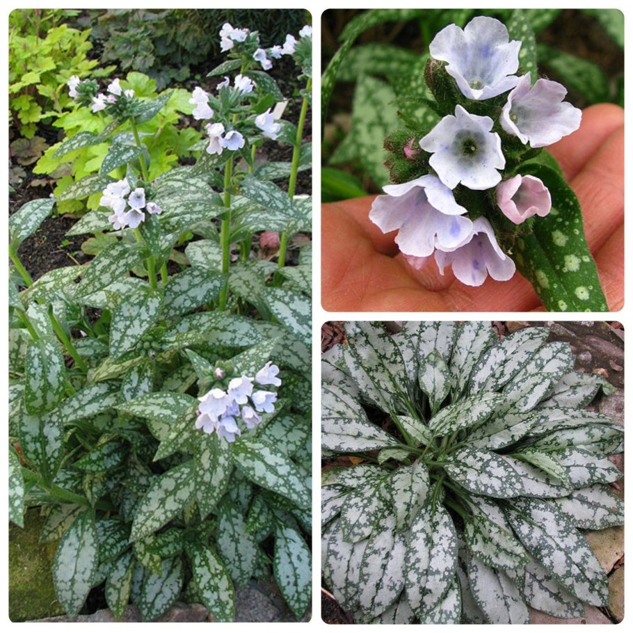 Медуница сахарная Сильверадо