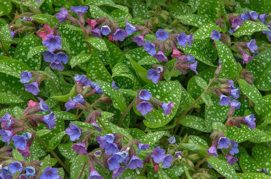 Медуница сахарная