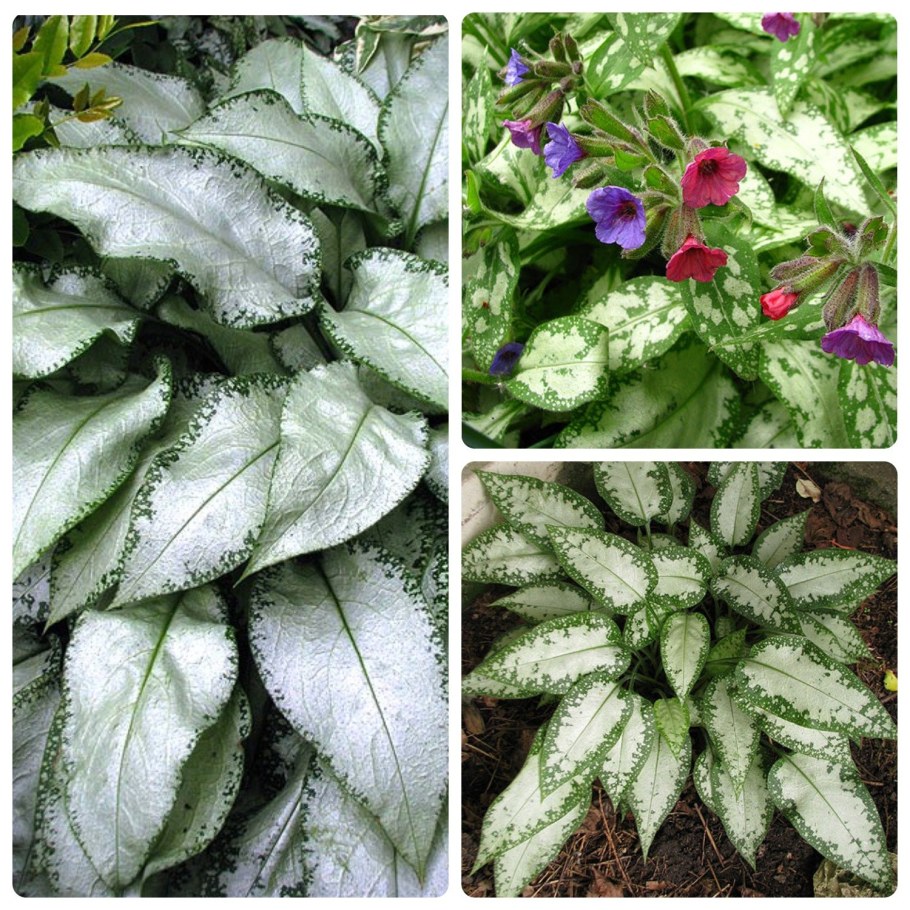 Медуница Муншайн