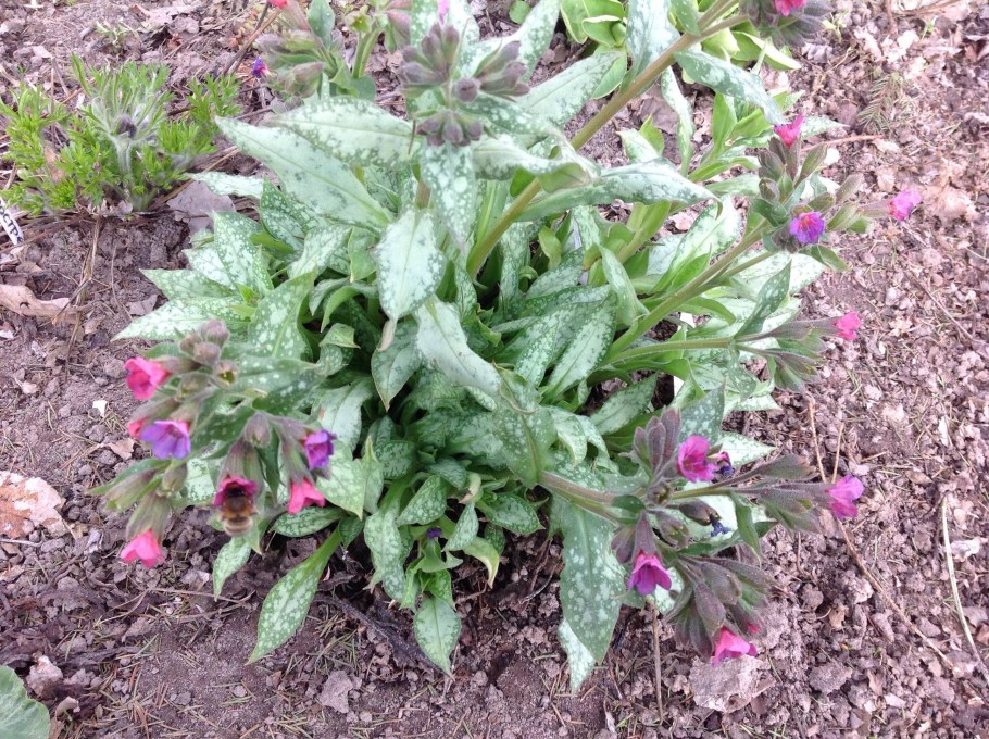 Медуница мери Моттрем