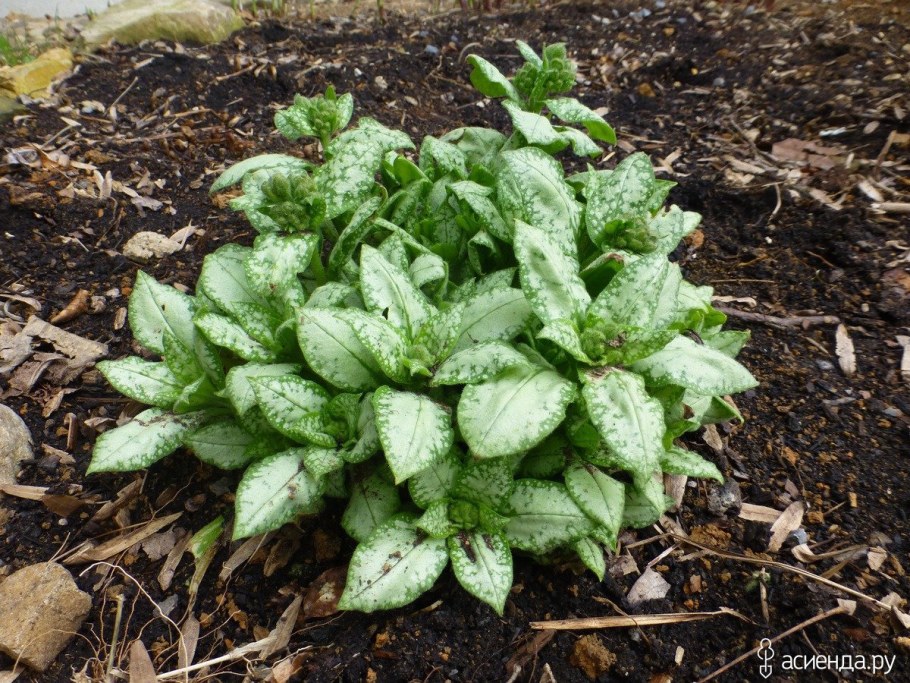 Медуница Муншайн (moonshine)