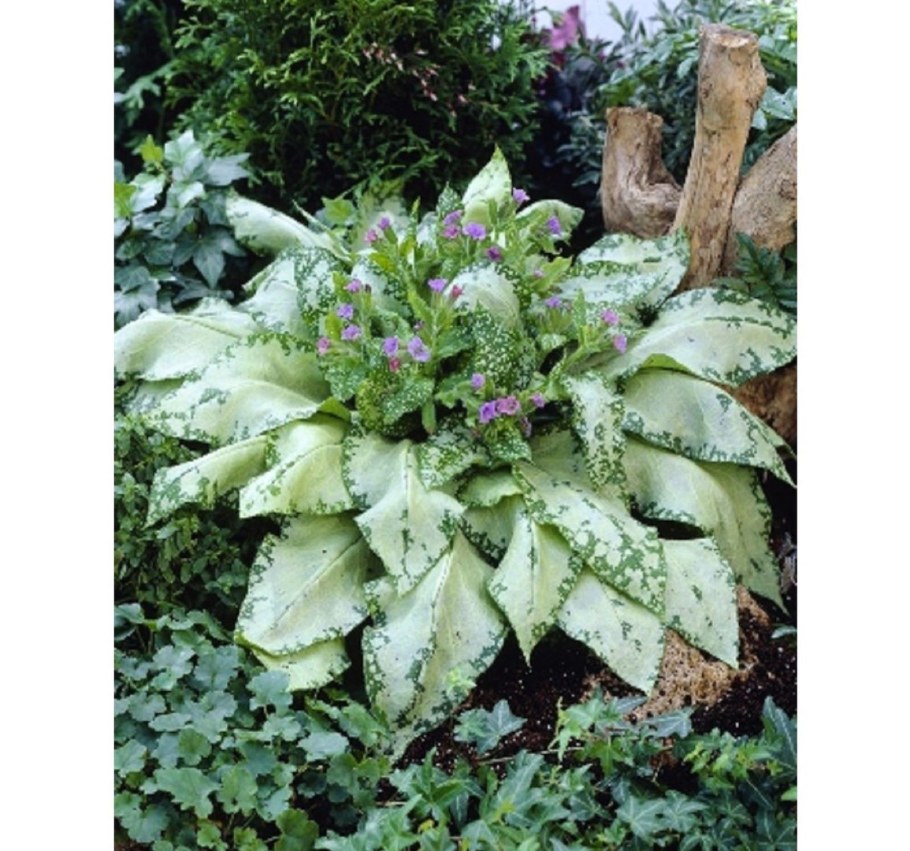 Медуница сахарная Сильверадо