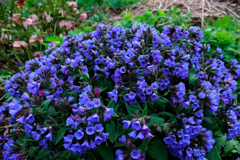 Медуница blaues meer