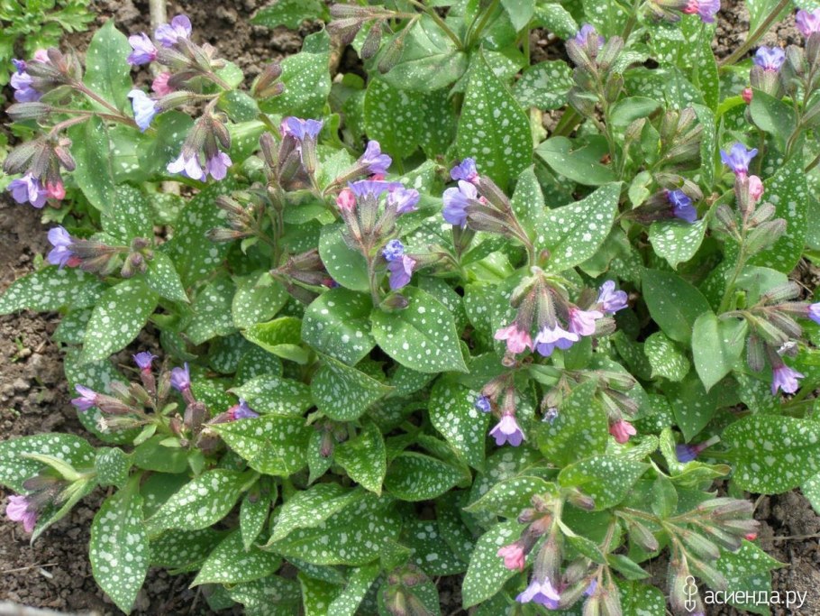 Медуница Кевененсис