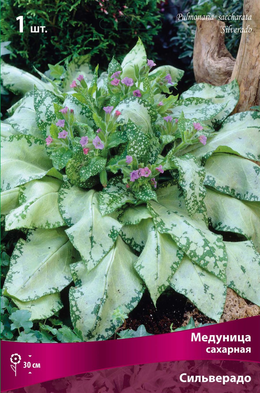 Медуница Садовая семена