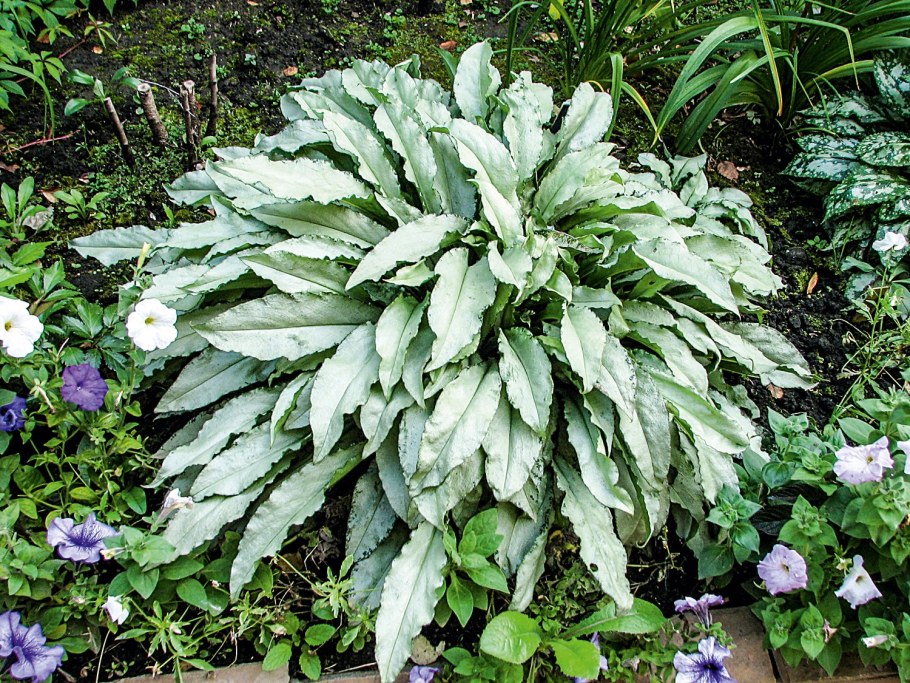 Медуница сахарная Сильверадо