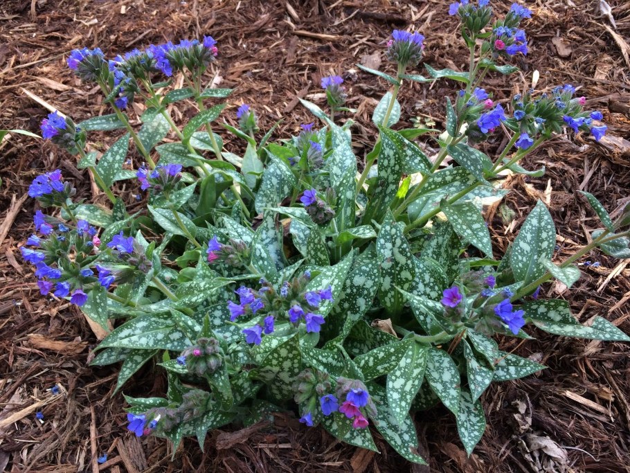 Pulmonaria Trevi Fountain