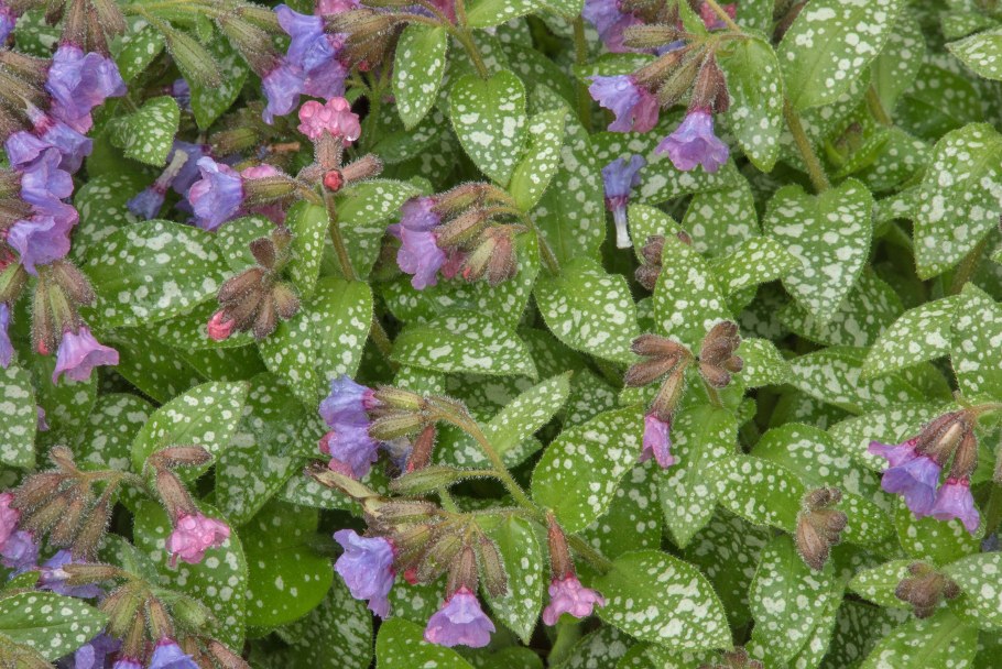 Медуница saccharata ‘Leopard’