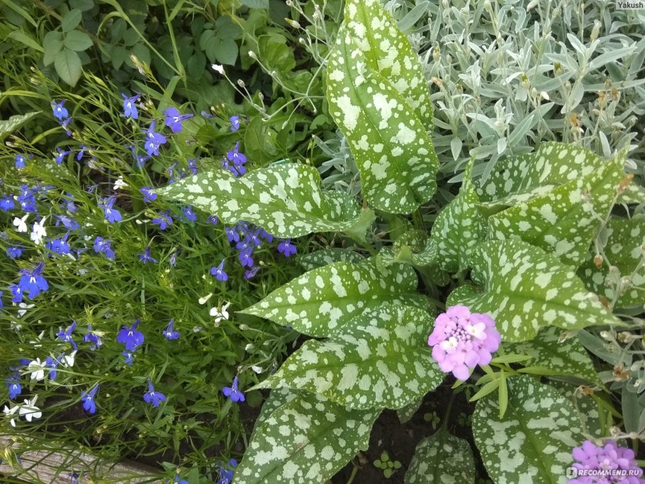 Медуница Садовая