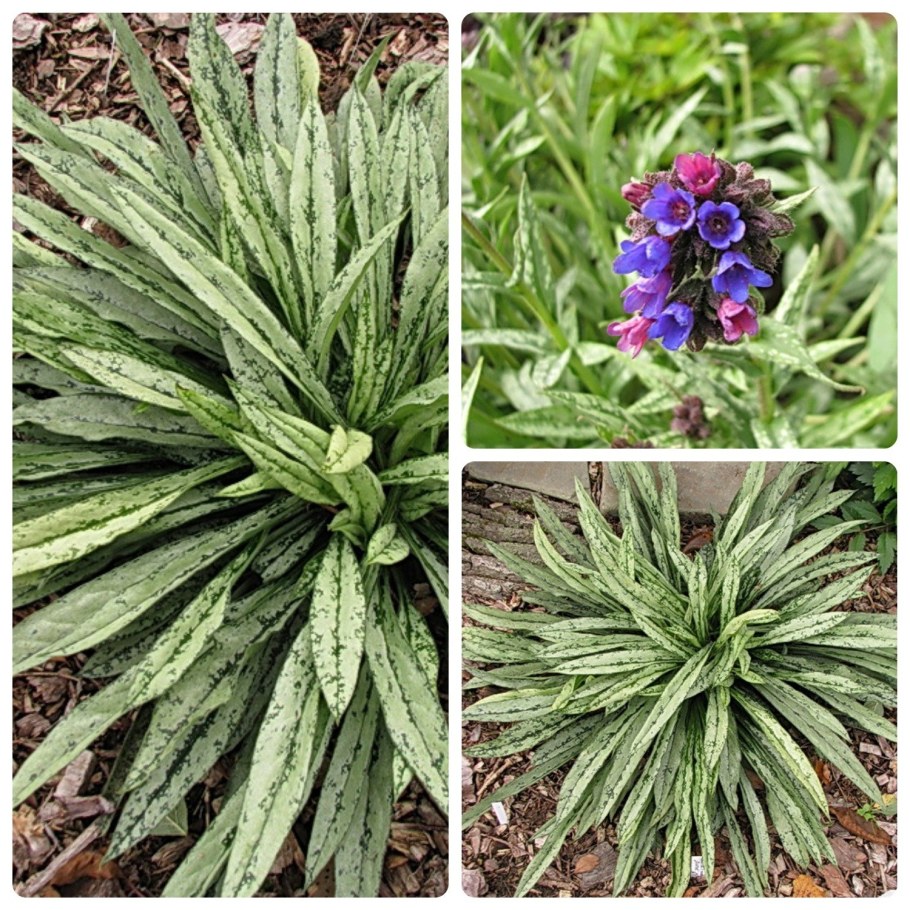 Медуница длиннолистная Majeste