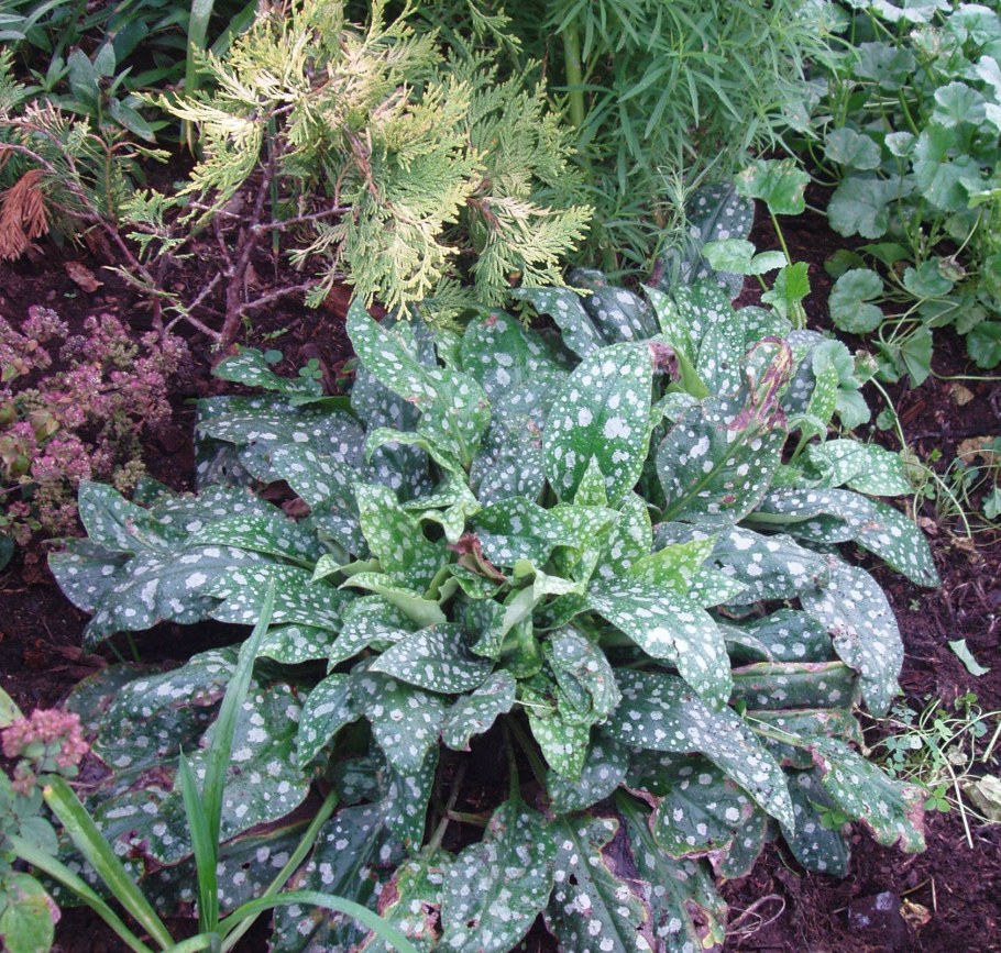 Медуница сахарная Сильверадо