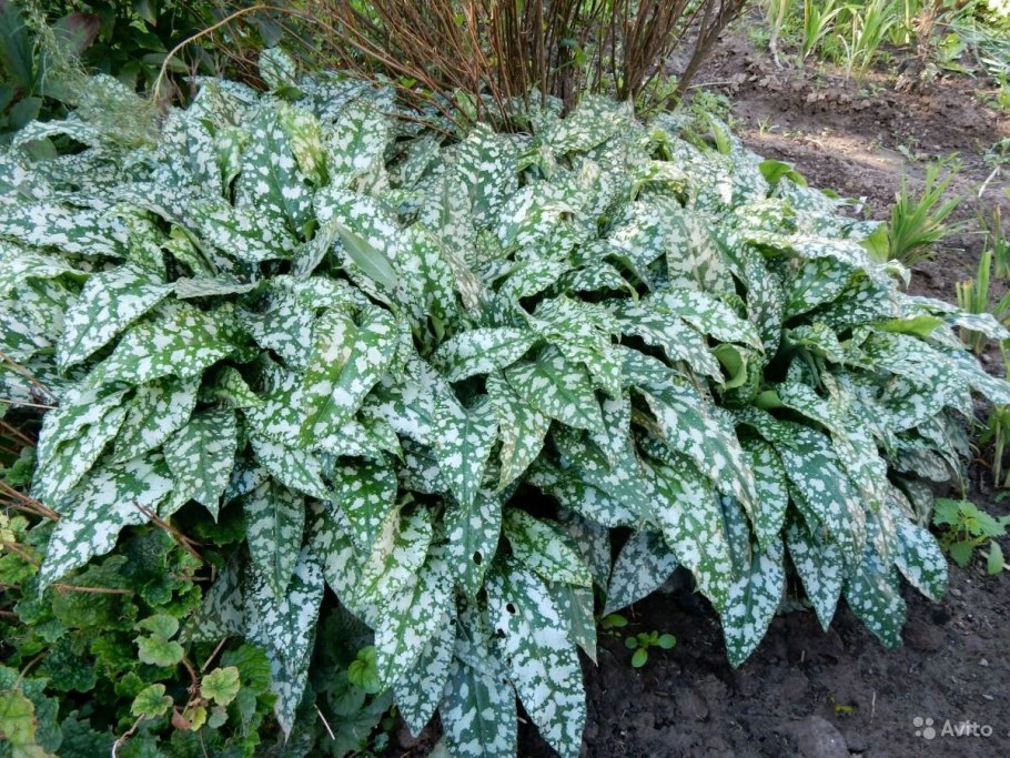 Медуница валовидная