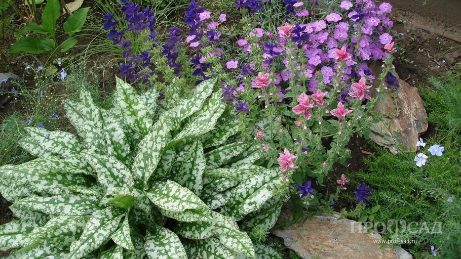 Медуница Вариегата